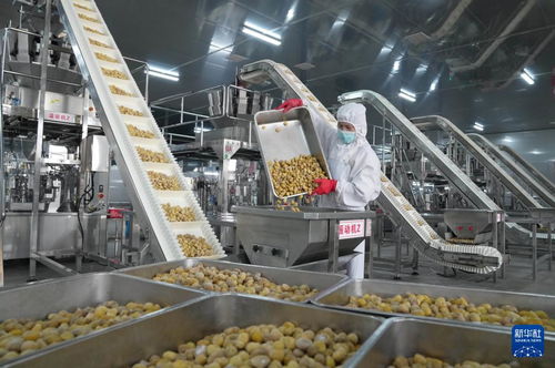 新材料技術驅動河北遵化農(nóng)產(chǎn)品深加工，助力鄉(xiāng)村振興